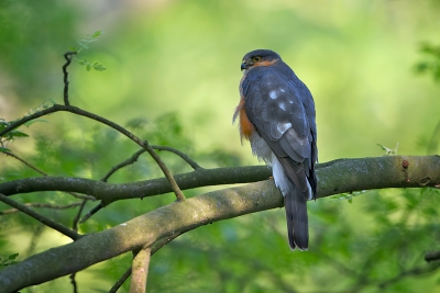 Deze Sperwer zat helemaal vrij op een tak, alleen wel in een wat rommelige omgeving (ook wel 'bos' genoemd ;-) ). Al met al vond ik - door het ochtendlicht dat gefilterd werd door het bladerdak - het wel een sfeervol geheel....