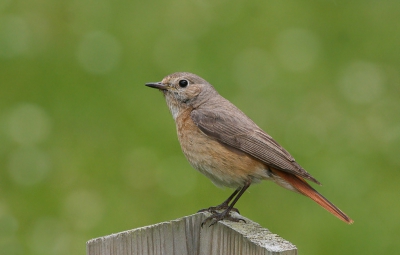 Tijdens een weekje Schiermonnikoog zagen we een hoop mooie vogels! Onder andere dit vrouwtje Gekraagde Roodstaart.