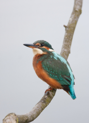 Gisteren voor het eerst een ijsvogel kunnen fotograferen. De snipperdag dus niet voor niks geweest.