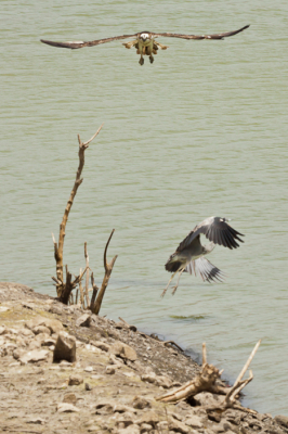 Tijdens het spotten van een blauwe reiger kwam deze Visarend plotseling uit de lucht vallen om een aanval op de blauwe reiger te openen. Deze kon op tijd "de vleugels" nemen. Voor mij de eerste waarneming van de Visarend, wat een geweldige vogel! De blauwe reiger lijkt ineens een "kleine" vogel in verhouding tot de spanweidte van de Visarend.