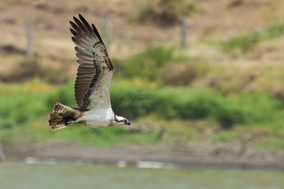 Tijdens het spotten van een blauwe reiger kwam deze Visarend plotseling uit de lucht vallen om een aanval op de blauwe reiger te openen. (Aanvliegmoment staat in mijn PA) Om vervolgens rustig verder te vliegen. Voor mij de eerste waarneming van een Visarend en geheel onverwachts! Geweldige ervaring en een geweldige vogel!