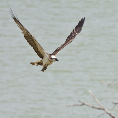Tijdens het spotten van een blauwe reiger kwam deze Visarend plotseling uit de lucht vallen om een aanval op de blauwe reiger te openen. (Aanvliegmoment staat in mijn PA) Om vervolgens rustig verder te vliegen. Voor mij de eerste waarneming van een Visarend en geheel onverwachts! Geweldige ervaring en een geweldige vogel!
