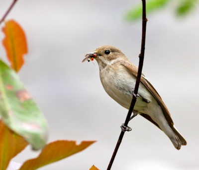 Deze foto is gemaakt op een vakantiepark in Borger waar deze dame een nest in de buurt had. Het was een zonnige dag, maar op het moment van dit fotomoment zat er een wolkje voor de zon. De vliegenvanger zat ook nog op een redelijk donker stekje (vandaar de 800 ISO).