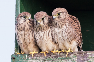 Jonge Torenvalken, s'ochtends vroeg wachtend op de ouders voor Vlieglessen.