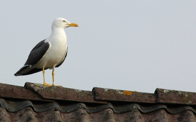 In de pauze van de teleurstellende wedstrijd van oranje maar wat plaatjes geschoten van een Kleine Mantelmeeuw achter het huis