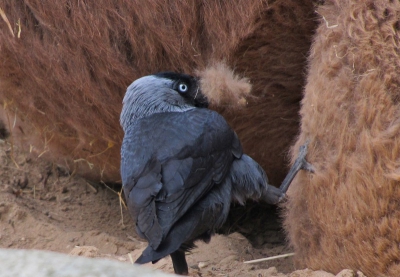 Deze was fanatiek bezig een drommedaris te ontharen. Erg grappig. Lekker zacht in een nest.