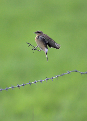Beetje jammer van de onscherpte in de vogel zelf. Ik had de sluiter ingesteld op een stille pose op het prikkeldraad. Maar net wanneer ik afdruk maakt ze een hele vreemde sprong in de lucht en daalt in het gras. Toch vond ik de foto iets grappigs uitstralen, net een kung-fu vogeltje.

[Canon 500 F4 @ F4, ISO 200]