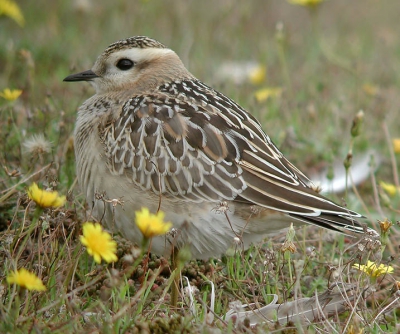 na de kritieken van karel en rein ter harte genomen te hebben de foto wat gewijzigd. meer ruimte om de vogel heen ging niet want achter af zat ik te zichtbij denk ik. de vogel staat het origineel te veel naar rechts waardoor ik hem wat strak gecropped had om er wat meer evenwicht in te krijgen een meer vierkante uitsnede is hier dan een verbetering denk ik. ook wat donkerder gemaakt  is ook beter.