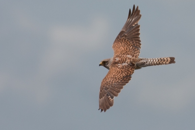 Afgelopen zondag reed ik over de dijk bij Uitdam toen er opeens over de dijk een torenvalk scheerde en op een metertje of 20 afstand begon te bidden. De auto aan de kant en vanuit de hand diverse foto's geschoten. Hier vloog hij bijna op ooghoogte verder op zoek naar meer geluk...