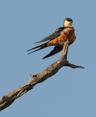 In het Afrika-album staat nog een plaatje van deze vogel.