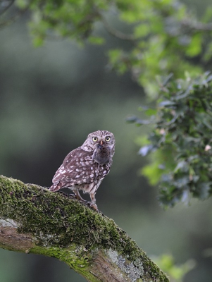 s' Morgens vroeg, pa ( of ma) Steenuil heeft een lekkere muis gevangen en vloog daarmee weg , waarschijnlijk naar de jonge steenuiltjes.