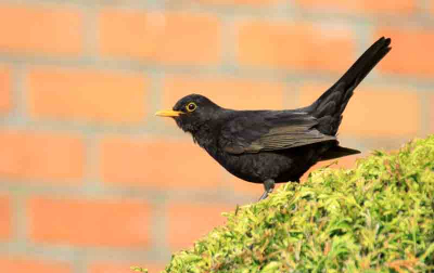Merel man. Deze geniale zanger is een vaak onderschatte vogel. Mooi om naar te kijken en nog mooier om nar te luisteren.