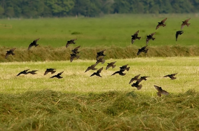 Een pas gemaaid veld, en dus ook grote troepen Spreeuwen.
Duidelijk is de overgang van het jeugdkleed naar volwassen te zien.