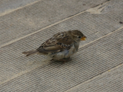 vanmiddag kwam dit musje bedelen toen ik koffie aan het drinken was op de strandtent in katwijk natuurlijk me koekje met hem of haar gedeeld