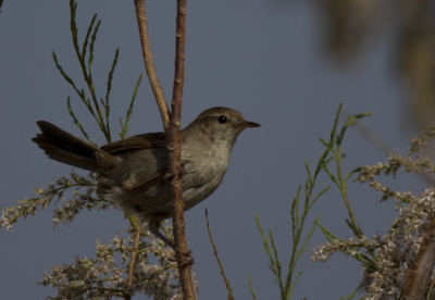 Een vogel die je vaak hoort maar niet snel ziet. Hij was te druk bezig om mij te zien zodat ik hem snel kon vastleggen.