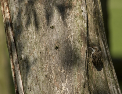 Dit is uiteindelijk meer een 'landschapsfoto' geworden van een boomstam, waarin de vogel in figureert. Op deze foto gaat het dus niet primair om de boomkruiper, maar zonder deze wordt het wel weer een saaie boomstam ;-). Ik vond het wel wat geinigs hebben...