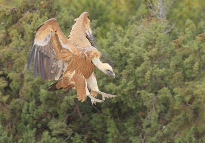 In een zacht regentje landde deze gier op een voerplaats van de spaanse gierenbeschermers (fondo amigos del buitre). Kreeg de gelegenheid daar dit voorjaar enkele keren te fotograferen.
