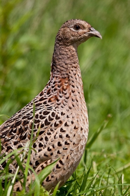 Deze Fazant bleef lekker dichtbij. Ik ben in het gras gaan liggen tot ze op deze afstand kwam.