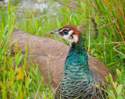 Deze pauw kwam ik tegen toen ik aan het wandelen was. Ze was  erg schuw, dus ik kon een reeks foto's maken van redelijk dichtbij.