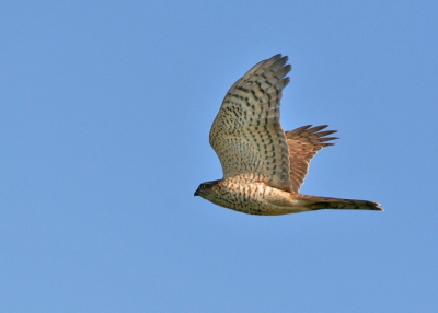 EOS 20 D EF 400mm DO, 1/2500, f6.3 ISO 400 uit de hand