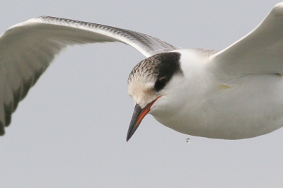 Te dichtbij voor een hele vogel dus nog maar wat extra weggesneden. Vlak na een duik, de vogel is helemaal droog, maar van de snavel viel nog een druppeltje.