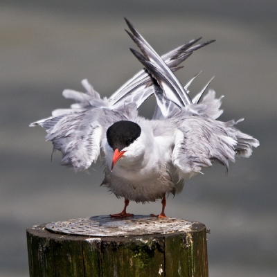 vrijdag dit leuke visdiefje kunnen platen.
Na een uitgebreide poetsbeurt werd alles weer even in model geschud.