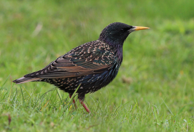 Deze spreeuw kwam ik tegen toen ik voor het eerst op pad was met me nieuwe lens. Zat op een paar meter afstand. vond de foto erg goed gelukt voor een van de eerste foto's die ik heb gemaakt.