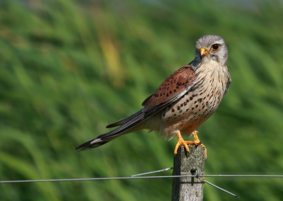 Gisteren met mijn vader naar Groningen geweest en daarna nog om 15.00 nog even naar het Lauwersmeer gereden. Daar kwamen we o.a. deze leuke en goed meewerkende Torenvalk nog tegen. Hij zat eerst op een paaltje tot... wordt vervolgt 

(Foto 1 van 3)