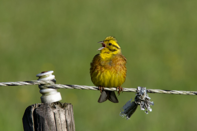 Op vakantie in Drenthe deze mooie geelgros kunnen fotograferen. Vind ik persoonlijk een van de mooiste soorten die we hier in Nederland hebben.