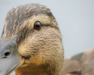 Deze vrouwtjes eend kwam gezellig even een kijkje nemen bij mijn terras aan het water.