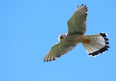 Van de paal ging hij een paar keer de lucht in. Soms ging hij even naar beneden maar kwam telkens met niets weer naar boven. Zo kwam hij langzaam steeds weer iets dichterbij en kon ik uiteindelijk deze foto maken... 

(foto 2 van 3)