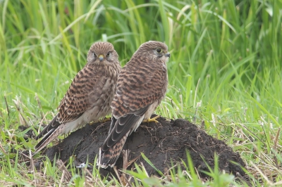 Twee jonge Torenvalken schuilend voor de wind op een kluit aarde laag in een groene weide. Meer zat er vandaag niet in met dit slechte weer. Kon gelukkig wel lekker dicht bij komen .