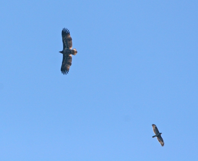 Zeearend op de huid gezeten door Wespendief.
EOS 20D EF400mmDO, 1/2000,f7.1 ISO400, Sportstand.
Uit de hand.