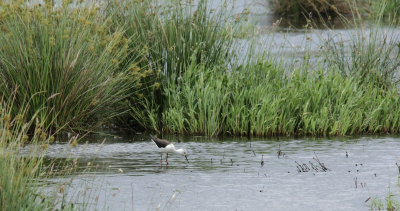 Een tropische vogel in een toch wat triest Nederlands landschap.