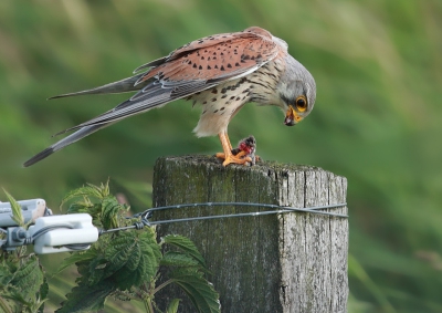 De laatste foto van de serie. Tijdens het bidden zag de torenvalk kennelijk een muis en pakte deze na zijn duikvlucht. Toen vloog hij weg met de muis en kon ik kort daarna mijn eerste foto maken van een Torenvalk met muis binnen de 50m :D