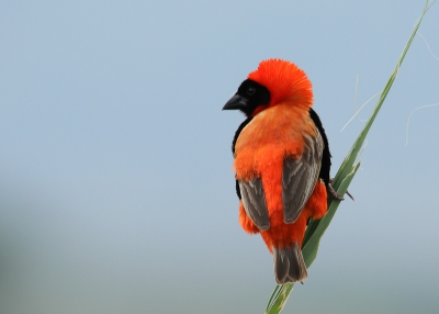 Deze red bishop zat op weg naar en schuilhut en was goed te benaderen.