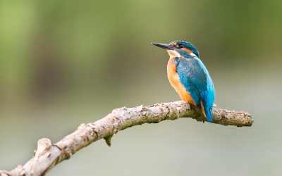 Voor het eerst een ijsvogel gezien en nog mooi op de foto ook  :)