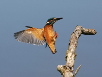Binnen fractie van een seconde vloog deze ijsvogel 'door het beeld''; vanuit vogelhut