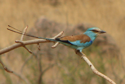 Deze beauty kwamen we tegen in Mali.
In ons vakantieverslag zouden we graag zijn naam willen opnemen, vandaar plaatsing.
maar ook omdat hij zo mooi is.
De vogel tenminste, beoordeling van de foto laat ik liever aan anderen over.

Ik dacht aan een scharrelaar.
Die heb ik ook al op BP gezien, maar die heeft overal een korte staart, terwijl deze ... nou ja.
Wie kent hem?