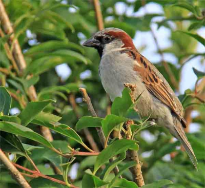 Huismus mus in mijn tuin. Ik heb de indruk dat deze mooie vogel weer meer voorkomt dan enkele jaren terug.