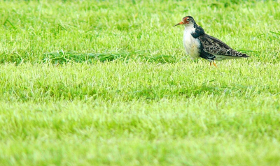 Dit haantje liep tussen de Kievitten in het pas gemaaide gras