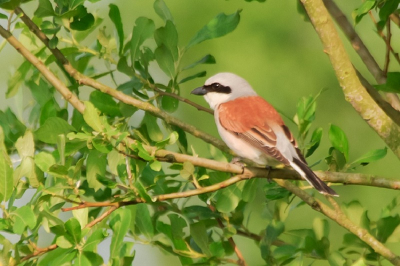 De Grouwe Klawier gespot in het natuur gebied Bargerveen. Bij toeval gespot het mannetje en het vrouwtje