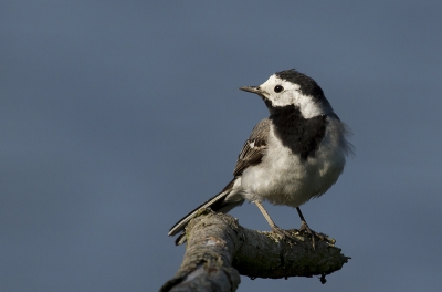 Achtergrond volledig in de schaduw, met een enkele lichtbundel op de vogel gaf dit beeld. Het kwikstaartje wilde ook nog eens poseren richting deze lichtbundel. Ben zelf best tevreden met het resultaat van deze omstandigheden.