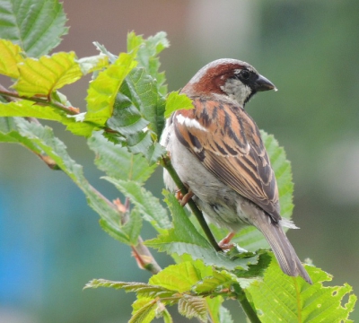 Deze huismus man kwam gezellig in de tuin een kijkje nemen en daarna ook nog wat eten.