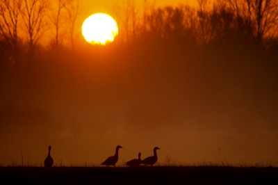 's Morgens heel vroeg al aanwezig in de blauwe kamer. De zon kwam net op, er kwam nevel van het het water af en ik zag enkele ganzen grazen. Eerst schonk ik er geen aandacht aan, totdat ik zag dat ze richting de zon liepen. Meteen kwam dit plannetje in mijn hoofd op. Naar de grond gegaan, iets naar voren gekropen en de foto gemaakt. Ik ben benieuwd wat jullie hiervan vinden!?