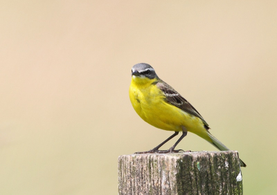 Ik heb een tijdje niet geplaatst: ik was niet tevreden over m'n foto's. Uiteindelijk leek het m'n lens te zijn, een 400 DO. Afgelopen weekend heb ik een 500 L kunnen aanschaffen. Ik ben helemaal blij. Deze Kwikstaart heb ik eerder gedaan, niet zo. Gisteren opnieuw kunnen proberen en ik vond hem erg mooi. De rustige omgeving met de kleuren van de vogel... Ik ga opnieuw beginnen!