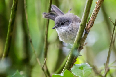 Terwijl ik in de keuken bezig was zag ik een druk gefladder van een 4-tal vogeltjes in de heg naast het huis. Kon ze niet 1-2-3 thuisbrengen. Snel de camera op 1 poot gepakt en getracht een aantal opnames te maken. Licht was zeer slecht, dus iso 3200! Toch blij mee, want nieuwe soort voor mij.