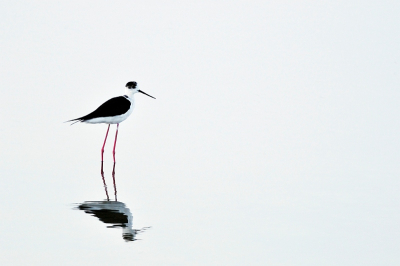 's Ochtends voor zonsopkomst een serie gemaakt van enkele steltkluten vooral met een langzame sluitertijd om mooie bewogen foto's te maken maar natuurlijke ook enkele "bevroren" foto's . Door het egale licht verdwijnt als het ware de achtergrond. Ik plaats deze foto omdat het beeld de serene rust van de ochtend goed weergeeft.