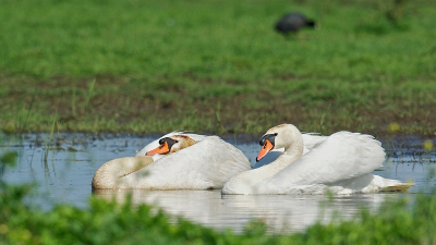 Dit is de verbeterde versie van de maandopdracht Juni 2012 Volgens de vele en goede tips zou de foto nu meer romantiek moeten uitstralen, ik geeft toe, dit ziet er beter uit.
Dank voor alle suggesties en goede commentaren.