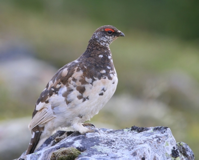 'sAovonds laat om ongeveer 11 uur deze alpensneeuwhoen kunnen fotograferen. Foto gemaakt met Caonon7D en 300mm lens.